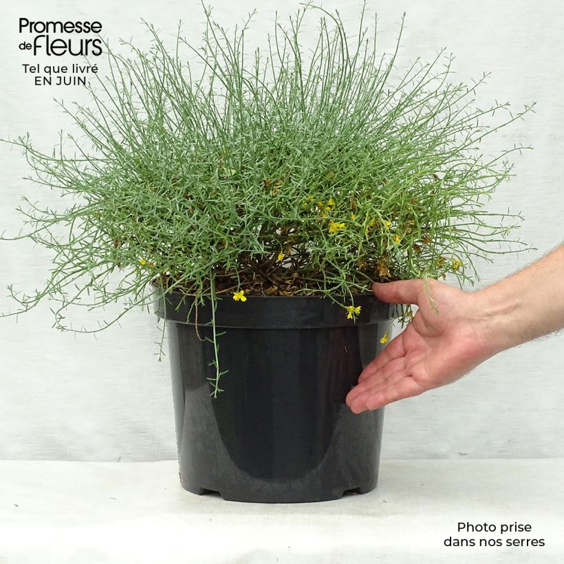 Example of Stein-Ginster - Genista lydia Topf mit 7,5L/10L as you get in ete