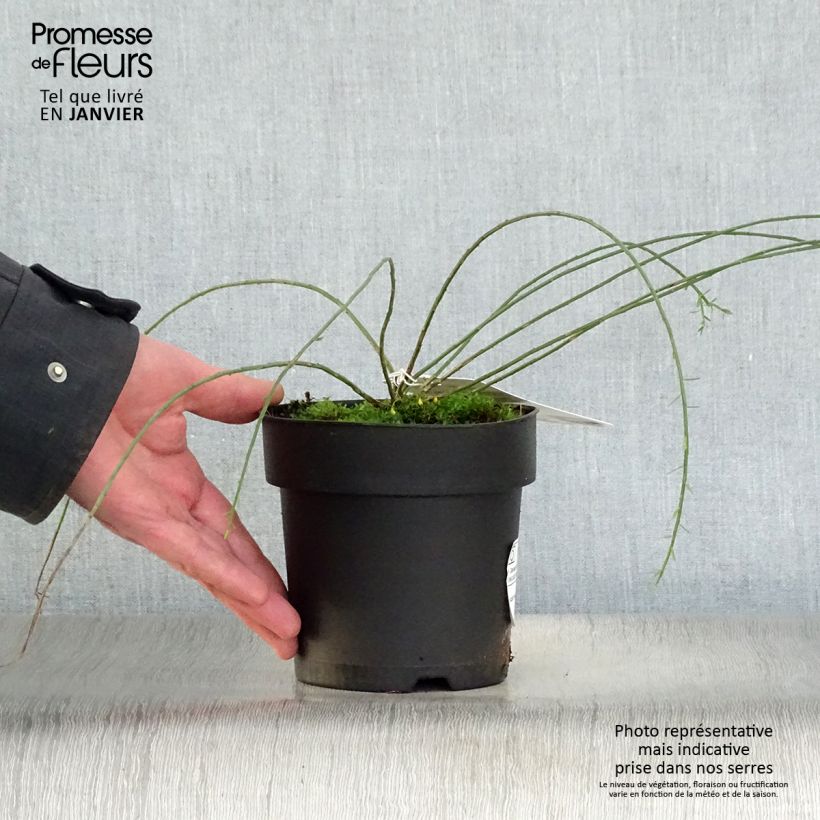 Exemplar von Stein-Ginster - Genista lydia Topf mit 1L/1,5L wie im Winter geliefert