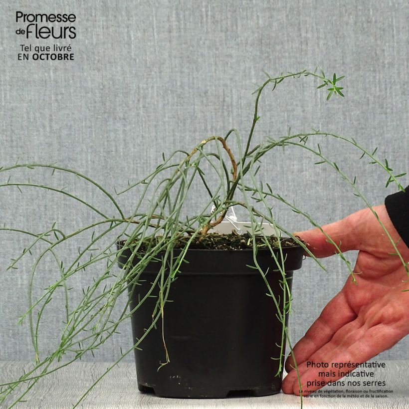 Example of Stein-Ginster - Genista lydia Topf mit 1L/1,5L as you get in automne
