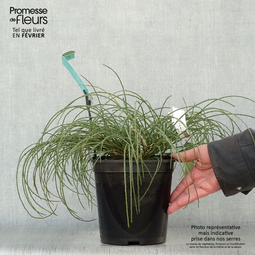 Exemplar von Stein-Ginster - Genista lydia Topf mit 3L/4L wie im Winter geliefert