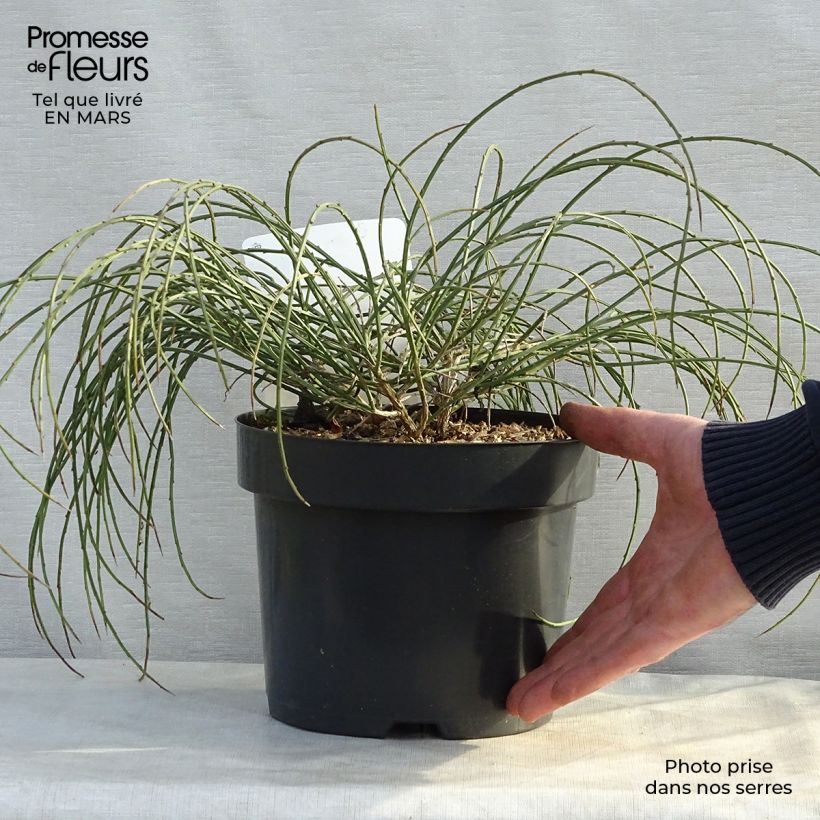 Exemplar von Stein-Ginster - Genista lydia Topf mit 3L/4L wie im Frühjahr geliefert