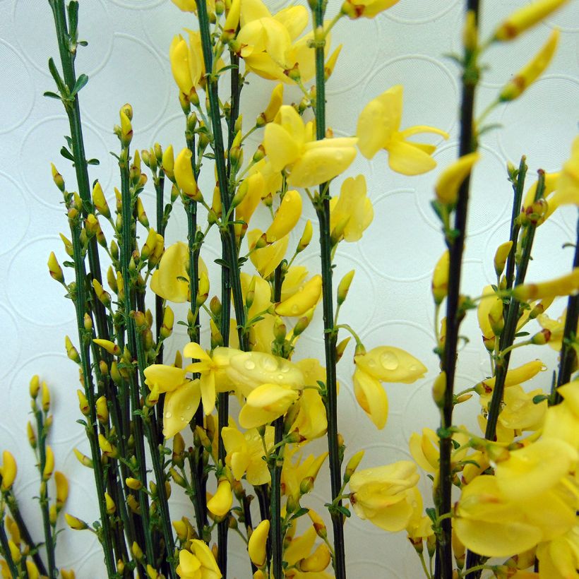 Elfenbeinginster Allgold - Cytisus praecox (Flowering)