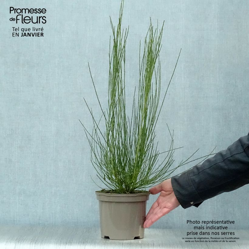 Exemplar von Elfenbeinginster Allgold - Cytisus praecox Topf mit 2L/3L wie im Winter geliefert