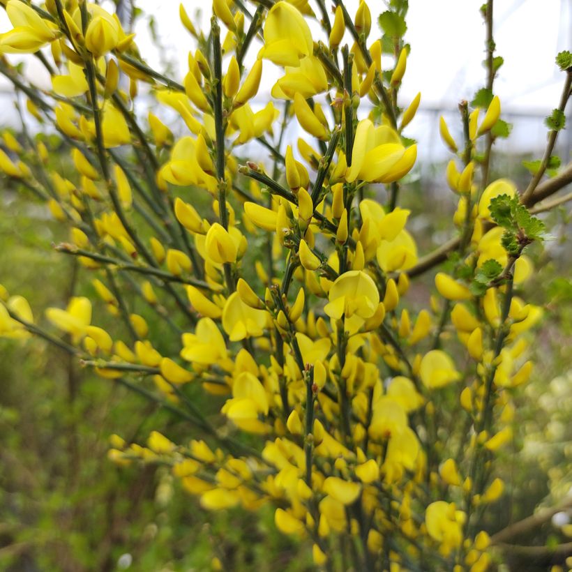 Elfenbeinginster Allgold - Cytisus praecox (Blüte)