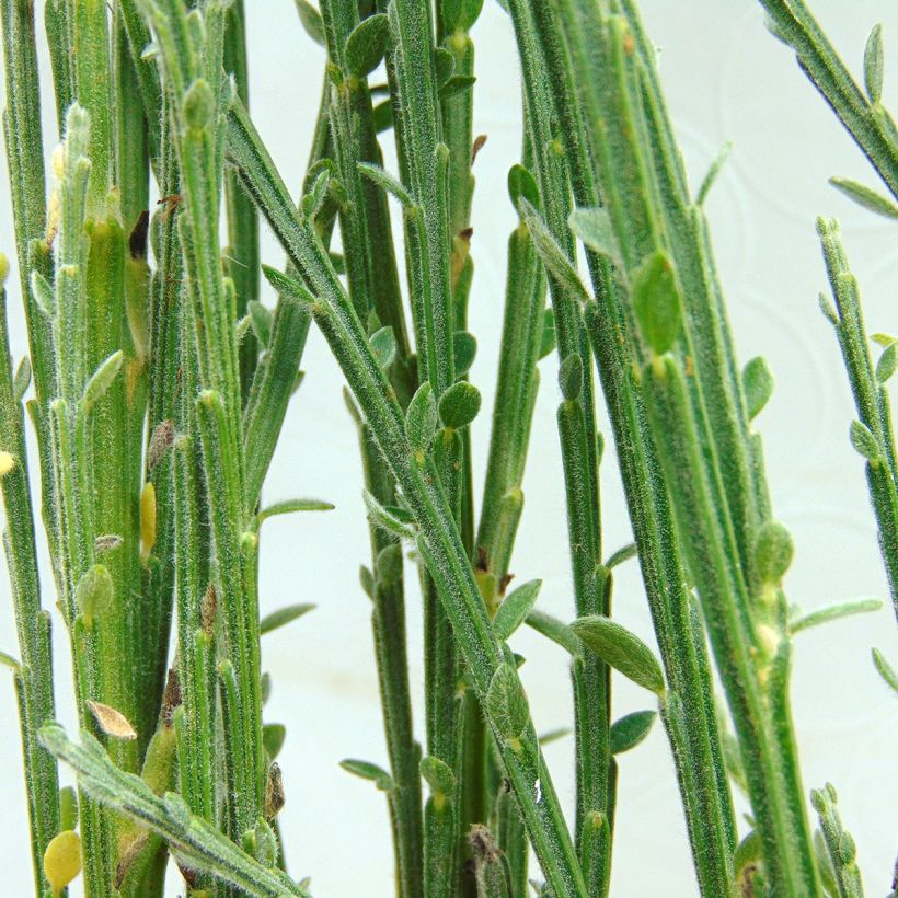 Cytisus kewensis - Zwerg-Elfenbeinginster (Foliage)