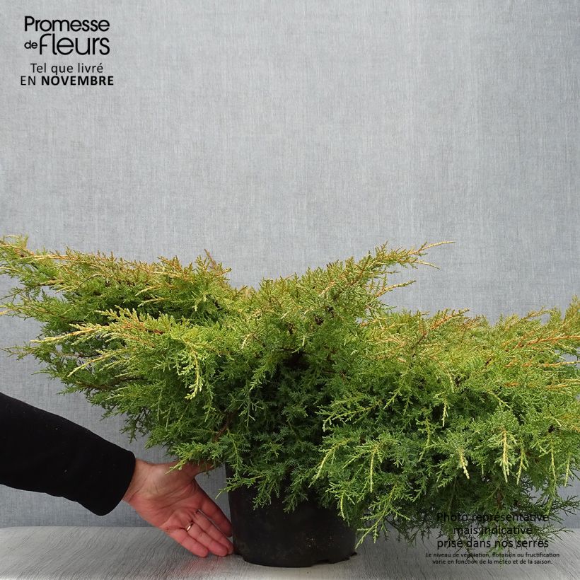 Example of Juniperus pfitzeriana Goldkissen Topf mit 7,5L/10L as you get in automne