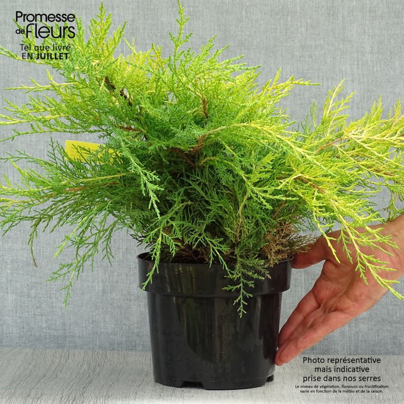 Exemplar von Juniperus pfitzeriana Old Gold Topf mit 2L/3L wie im Sommer geliefert
