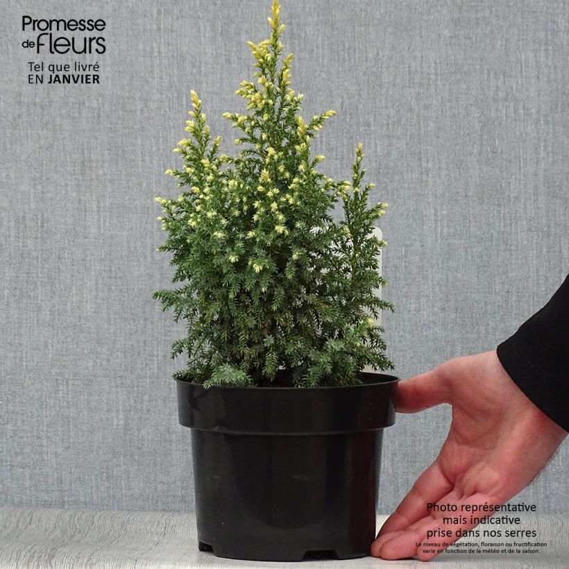 Example of Juniperus pingii Hulsdonk Yellow Topf mit 2L/3L as you get in hiver