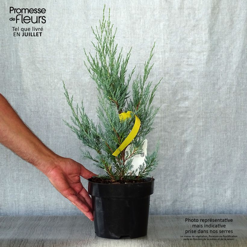 Exemplar von Juniperus scopulorum Moonglow Topf mit 2L/3L wie im Sommer geliefert