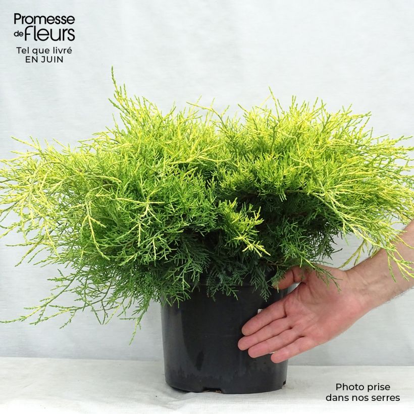 Example of Juniperus pfitzeriana Gold Coast Topf mit 7,5L/10L as you get in ete