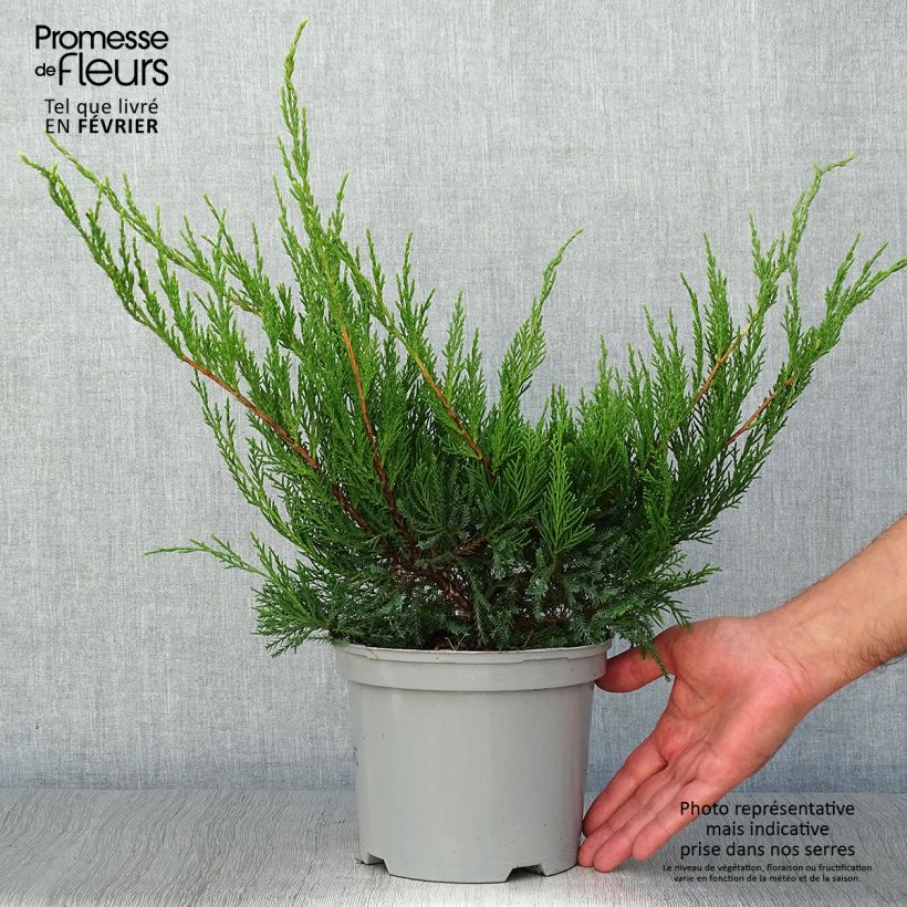 Example of Juniperus media Mint Julep Topf mit 2L/3L as you get in automne