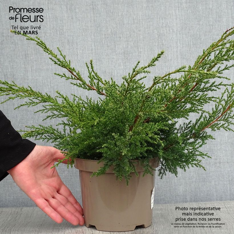 Exemplar von Juniperus media Pfitzeriana Aurea Topf mit 2L/3L wie im Winter geliefert