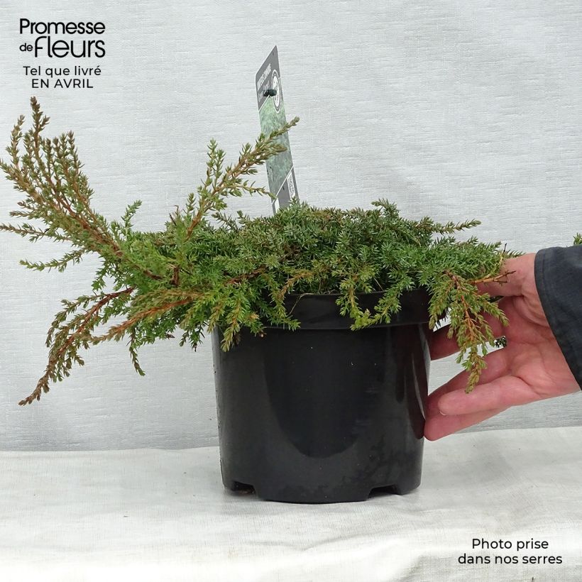 Exemplar von Juniperus communis Green Carpet Topf mit 2L/3L wie im Frühjahr geliefert