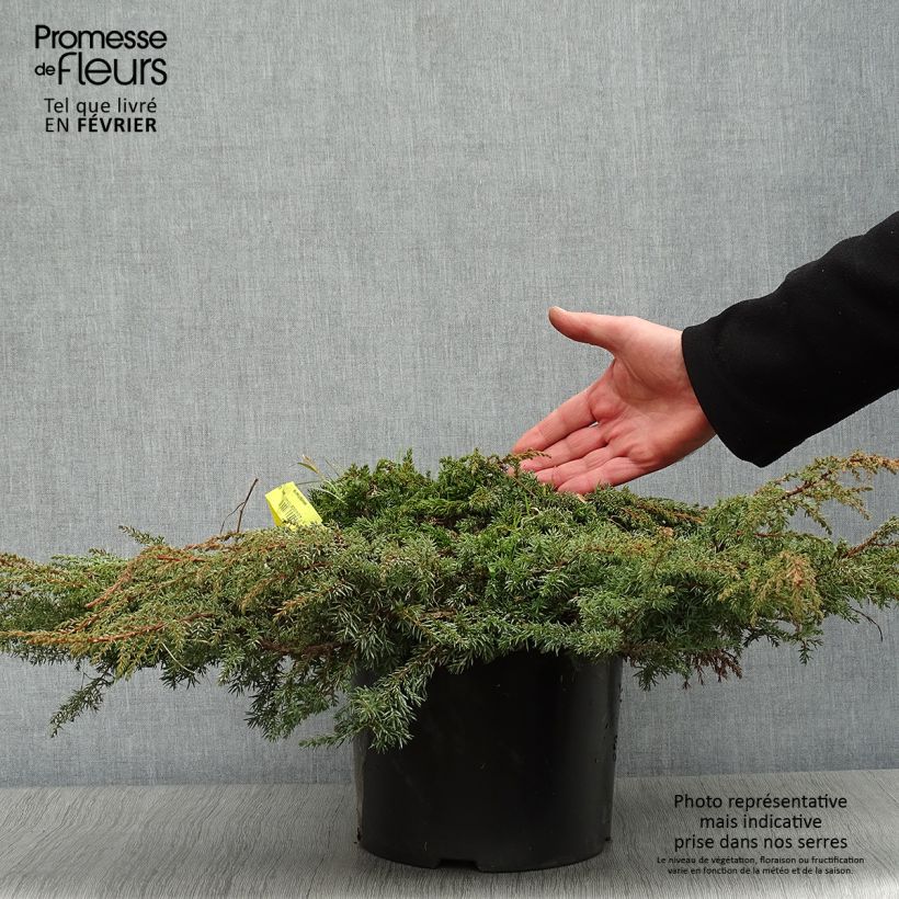 Exemplar von Juniperus communis Green Carpet Topf mit 7,5L/10L wie im Winter geliefert