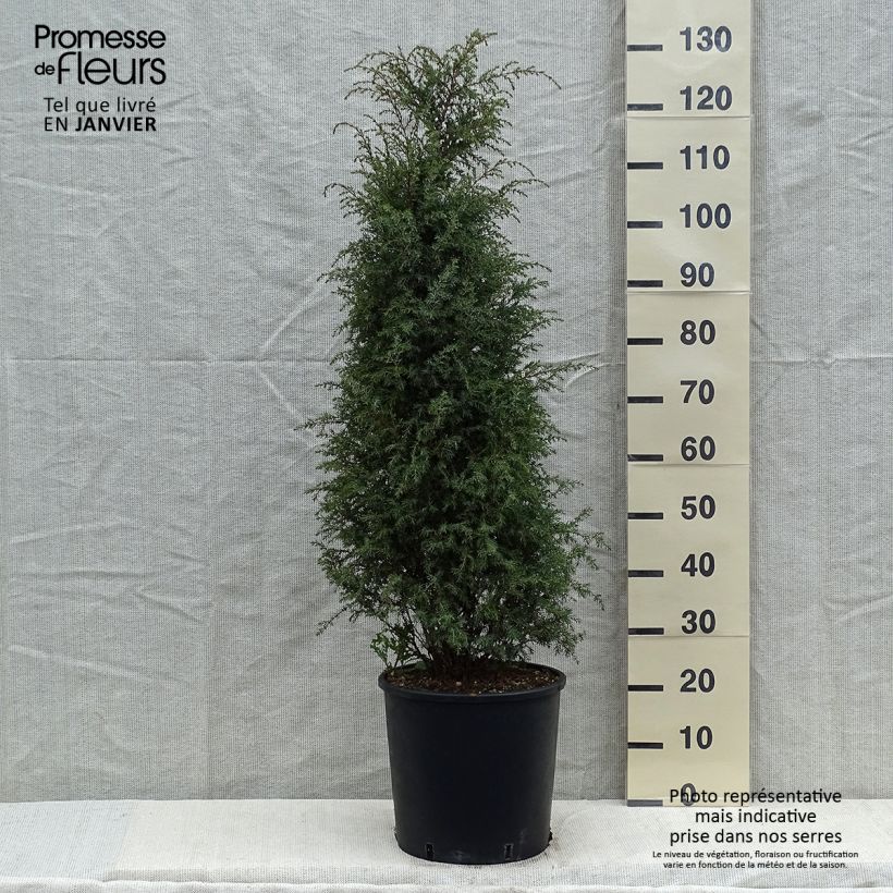 Exemplar von Juniperus communis Pyramidalis Topf mit 12L/15L wie im Winter geliefert