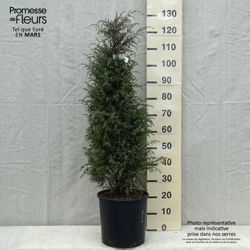 Exemplar von Juniperus communis Pyramidalis Topf mit 12L/15L wie im Frühjahr geliefert