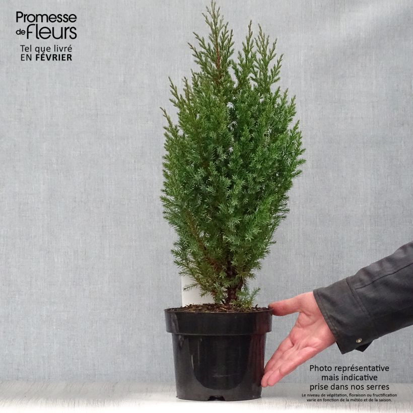 Exemplar von Juniperus chinensis Stricta Topf mit 2L/3L wie im Winter geliefert