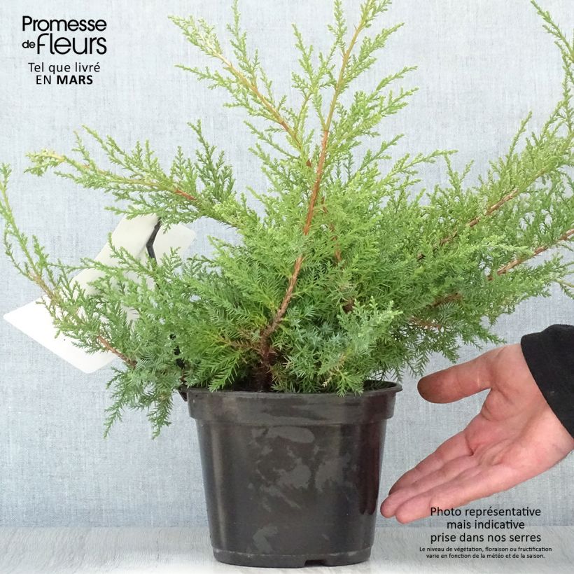 Exemplar von Juniperus pfitzeriana Compacta Topf mit 2L/3L wie im Frühjahr geliefert