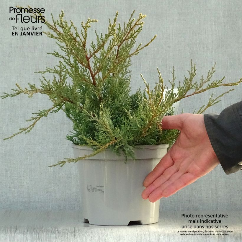 Exemplar von Juniperus pfitzeriana Glauca Topf mit 2L/3L wie im Winter geliefert