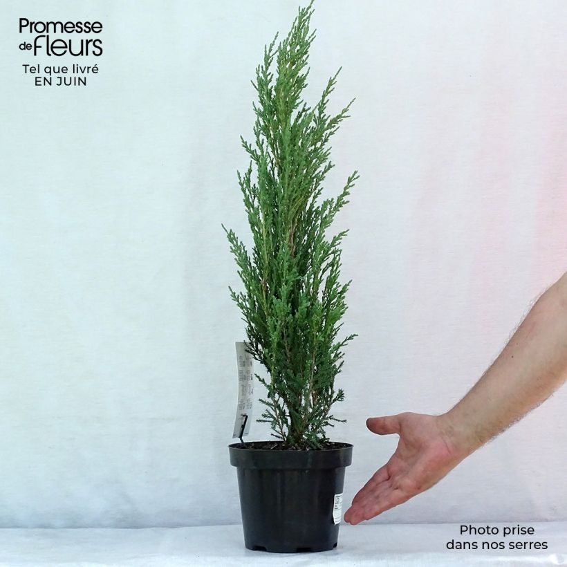 Example of Juniperus scopulorum Blue Arrow Topf mit 2L/3L as you get in ete