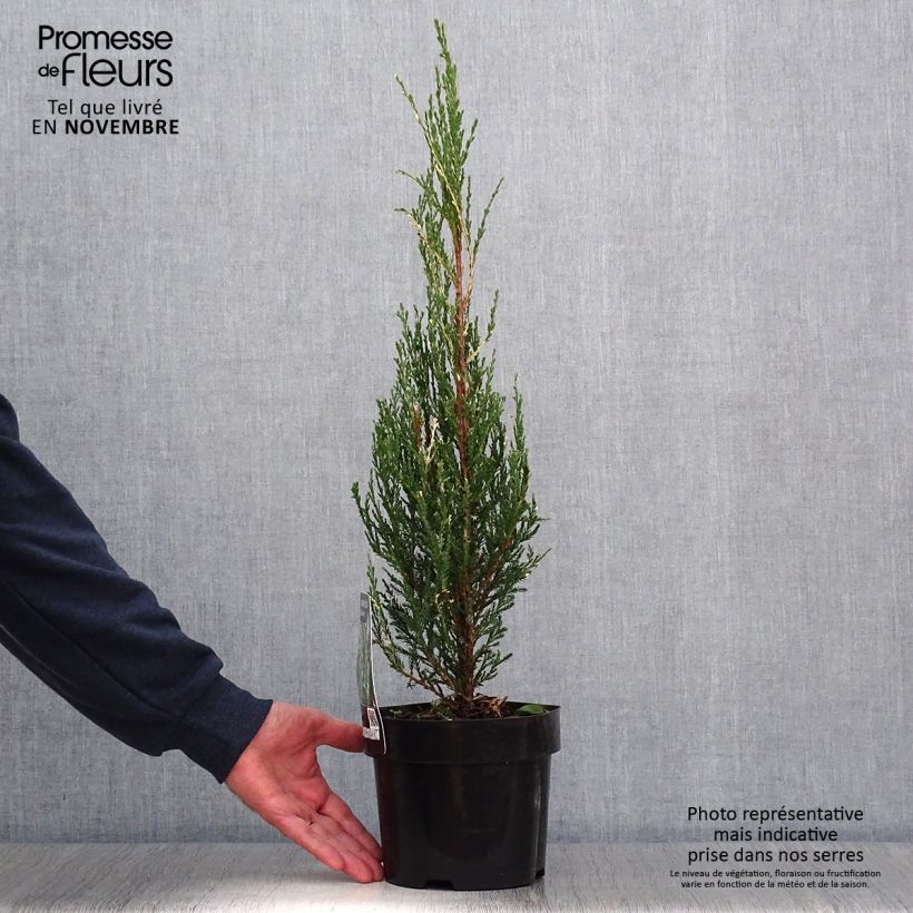 Example of Juniperus scopulorum Blue Ivory Topf mit 2L/3L as you get in automne