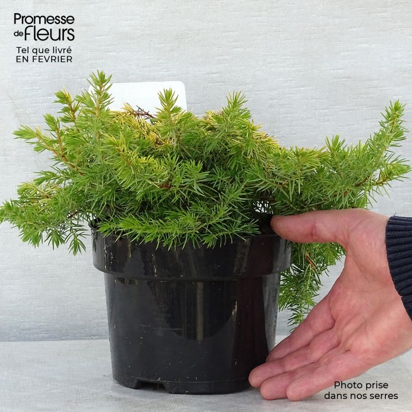 Exemplar von Juniperus conferta All Gold Topf mit 2L/3L wie im Winter geliefert