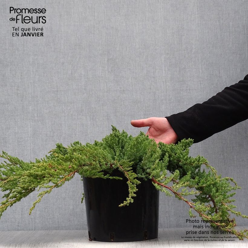 Exemplar von Juniperus conferta Blue Pacific Topf mit 7,5L/10L wie im Winter geliefert