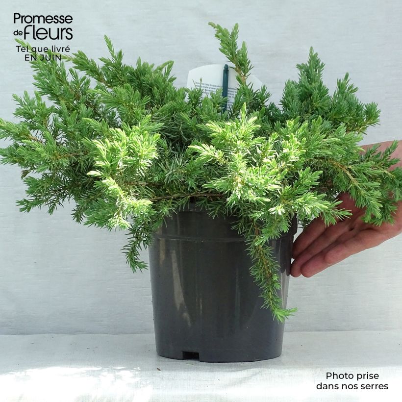 Exemplar von Juniperus conferta Schlager Topf mit 2L/3L wie im Sommer geliefert