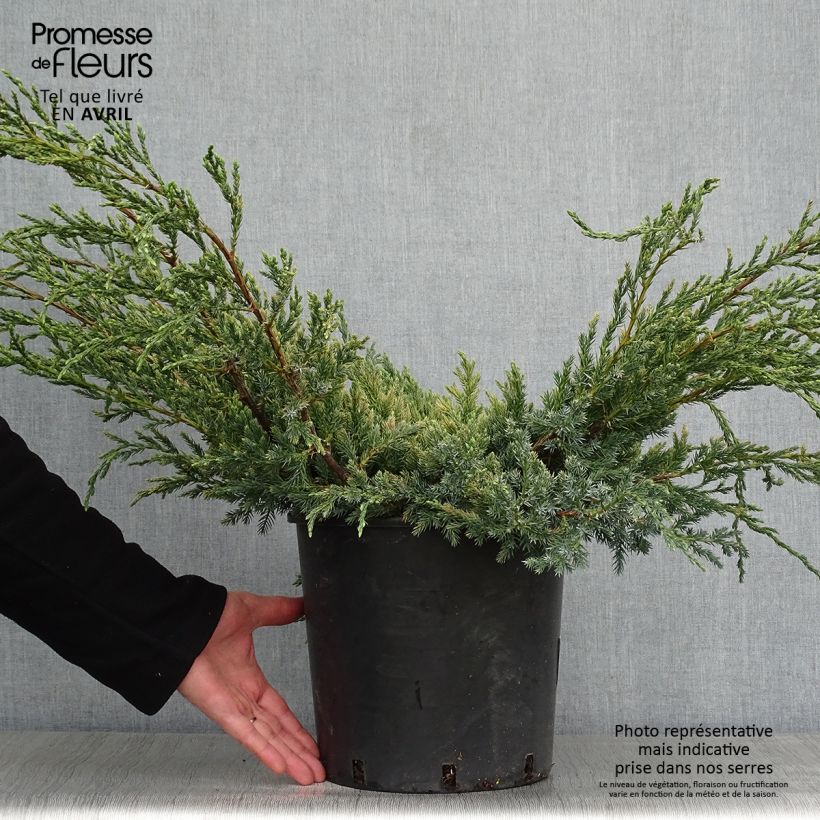 Exemplar von Juniperus squamata Blue Carpet Topf mit 4L/5L wie im Frühjahr geliefert