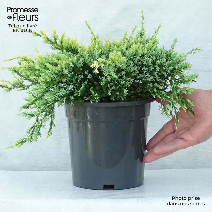 Exemplar von Juniperus squamata Holger Topf mit 2L/3L wie im Sommer geliefert
