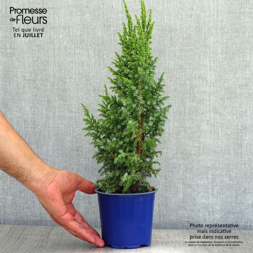 Exemplar von Juniperus squamata Loderi Topf mit 2L/3L wie im Sommer geliefert