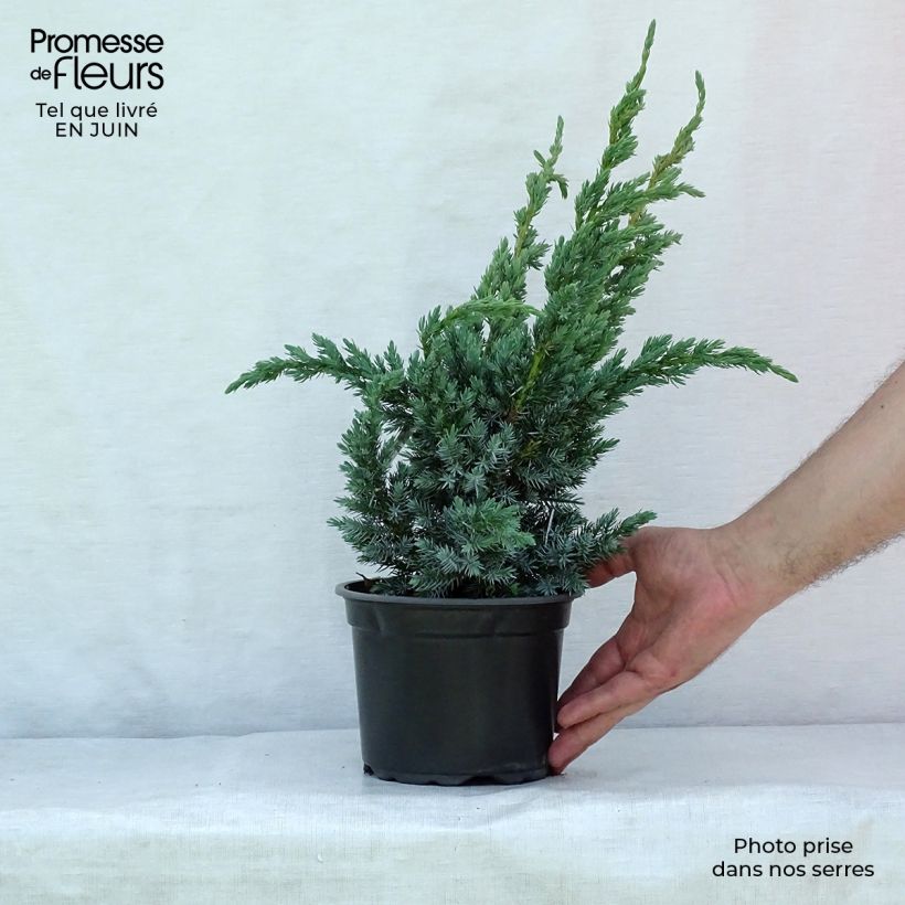 Example of Juniperus squamata Meyeri Topf mit 3L/4L as you get in ete