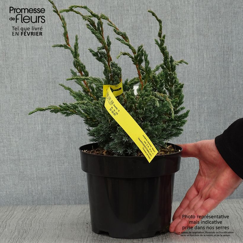 Exemplar von Juniperus squamata Meyeri Topf mit 3L/4L wie im Winter geliefert