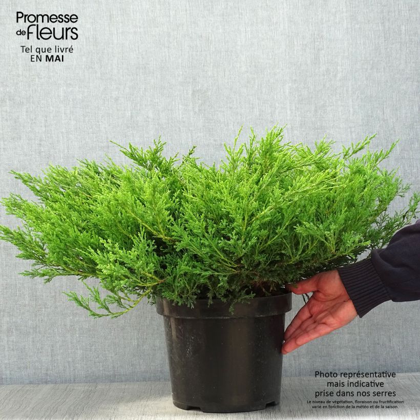 Exemplar von Juniperus horizontalis Andorra Compact Topf mit 7,5L/10L wie im Frühjahr geliefert