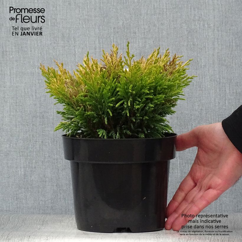 Example of Juniperus horizontalis Limeglow Topf mit 2L/3L as you get in hiver