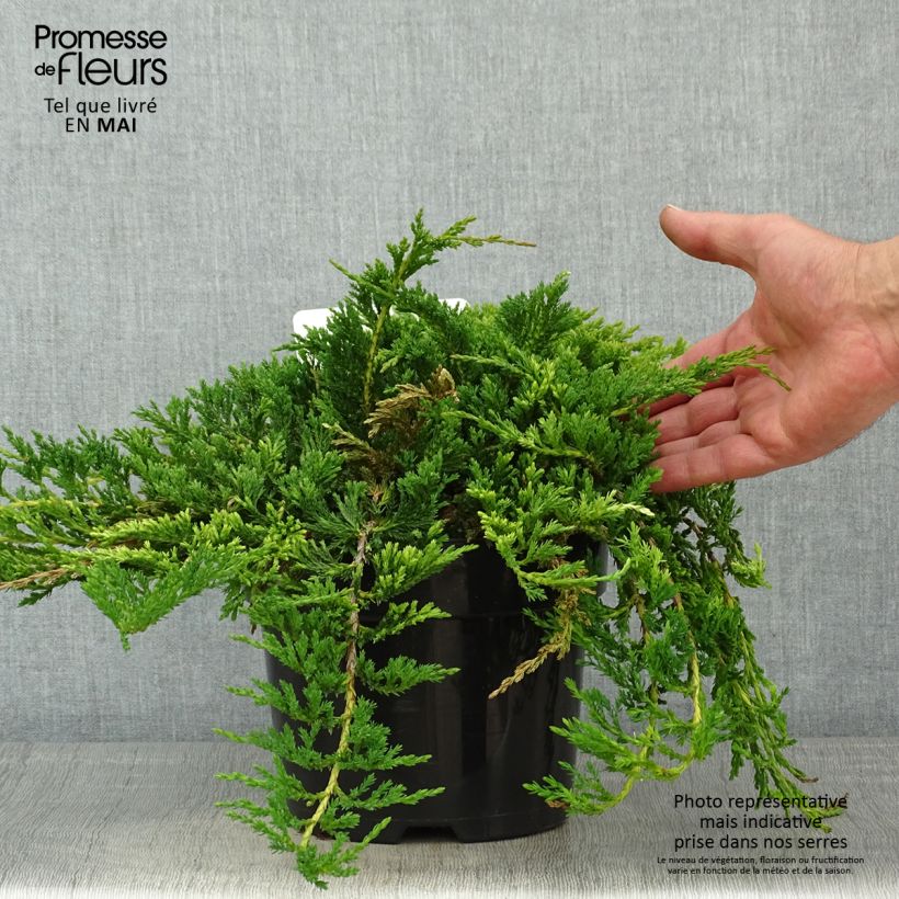 Exemplar von Juniperus horizontalis Prince Of Wales Topf mit 2L/3L wie im Frühjahr geliefert