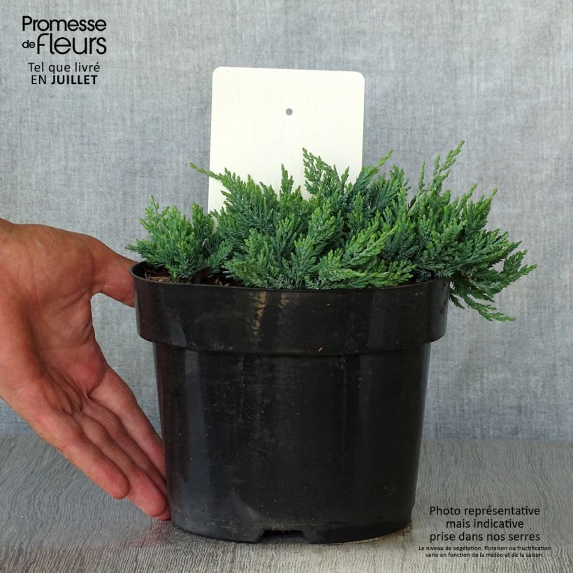 Exemplar von Juniperus horizontalis Wiltonii Topf mit 2L/3L wie im Sommer geliefert
