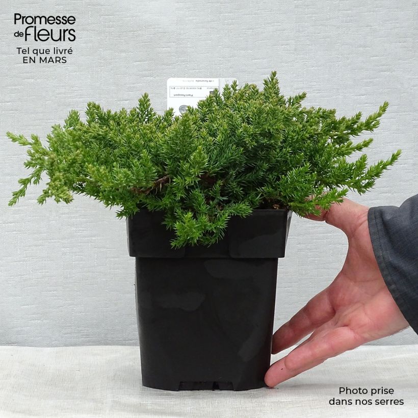 Exemplar von Juniperus procumbens Nana Topf mit 2L/3L wie im Frühjahr geliefert