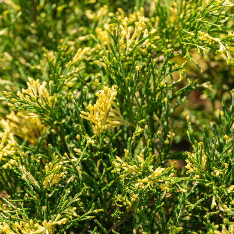 Juniperus sabina Variegata (Laub)