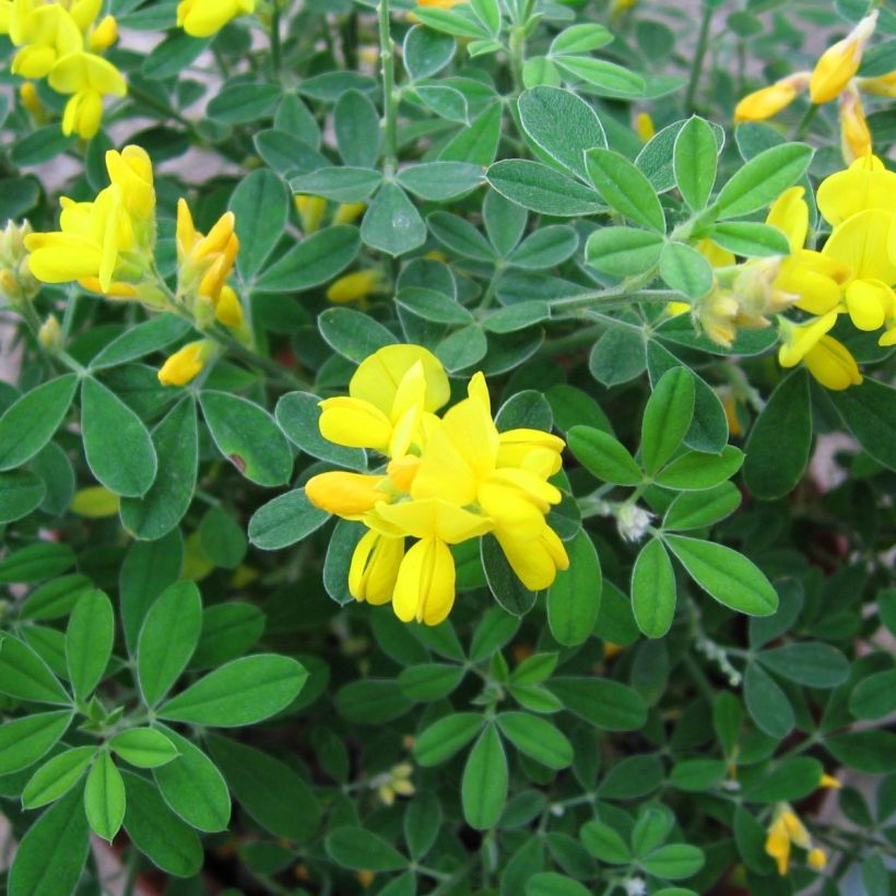 Ginster Porlock - Genista (Foliage)
