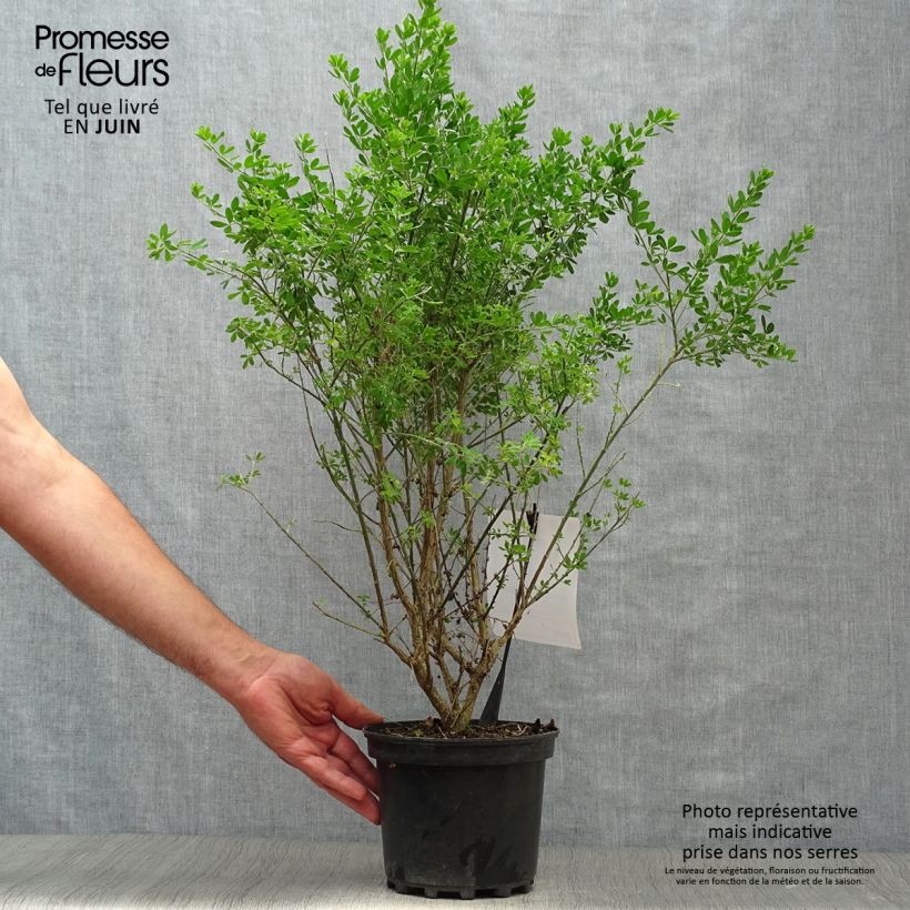 Example of Ginster Porlock - Genista Topf mit 2L/3L as you get in ete