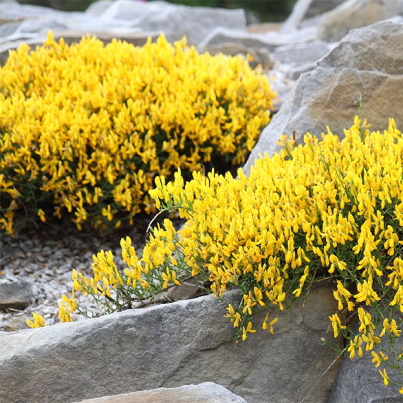 Stein-Ginster - Genista lydia (Plant habit)