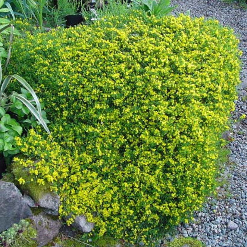 Behaarter Ginster Vancouver Gold - Genista pilosa (Plant habit)