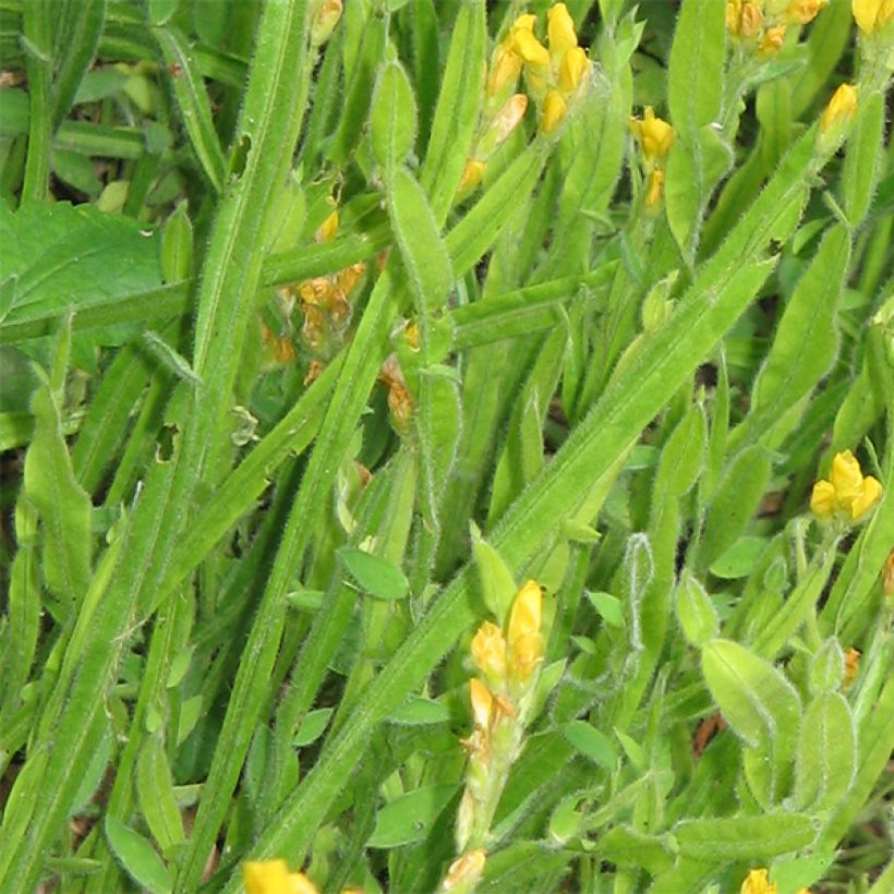 Flügel-Ginster - Genista sagittalis (Foliage)