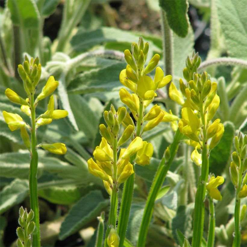 Flügel-Ginster - Genista sagittalis (Flowering)