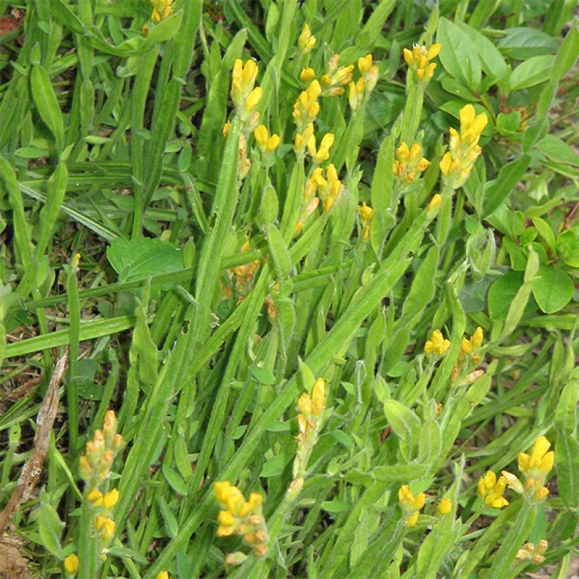 Flügel-Ginster - Genista sagittalis (Plant habit)