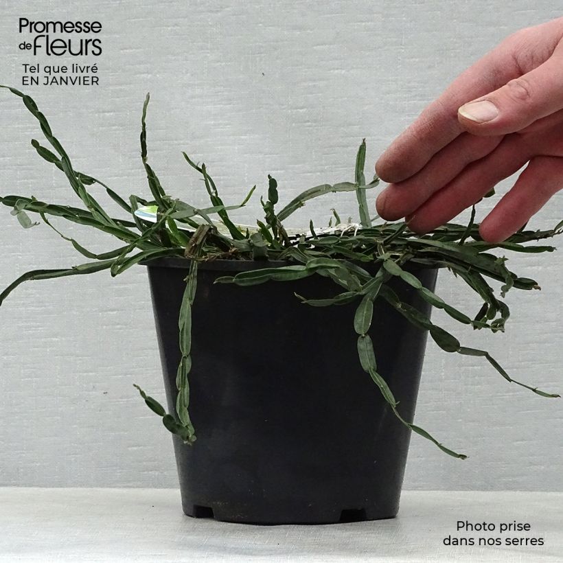 Exemplar von Flügel-Ginster - Genista sagittalis Topf mit 2L/3L wie im Winter geliefert