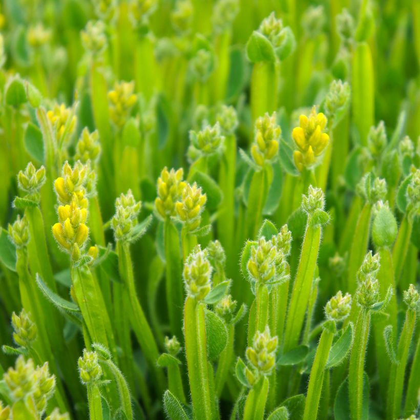 Flügel-Ginster - Genista sagittalis (Laub)