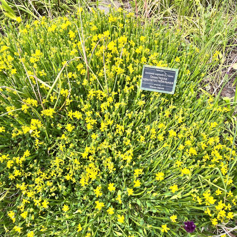 Flügel-Ginster - Genista sagittalis (Hafen)