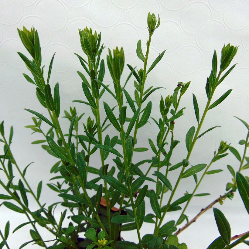 Färber-Ginster Plena - Genista tinctoria (Foliage)
